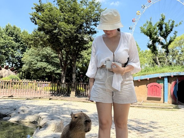 Панды, жирафы и тигры: день в сафари-парке Шанхая - фото 4