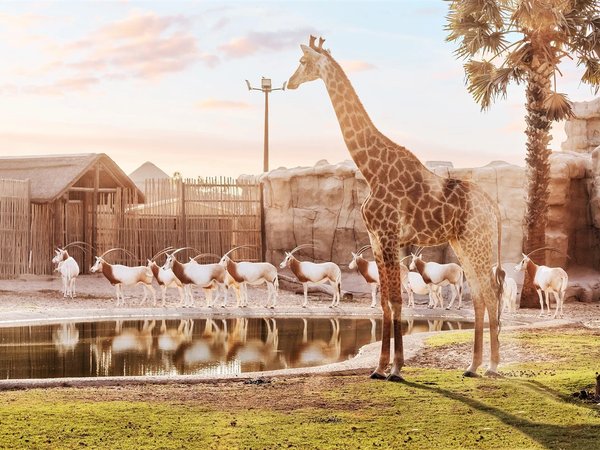 Трансфер в Dubai Safari Park и The Green Planet - фото 1