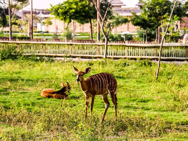 Трансфер в Dubai Safari Park и The Green Planet - фото 4