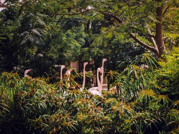 Трансфер в Dubai Safari Park и The Green Planet - фото 3