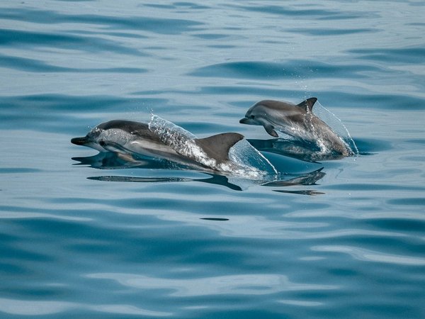 Навстречу китам: морское приключение у берегов Шри-Ланки - фото 3