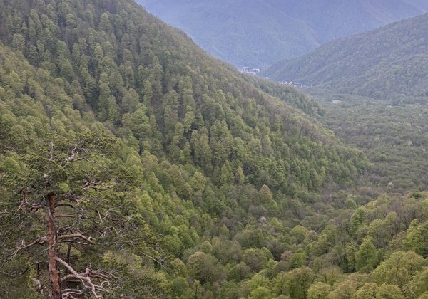 Красная Поляна: Скала Сосновая и купание в купели