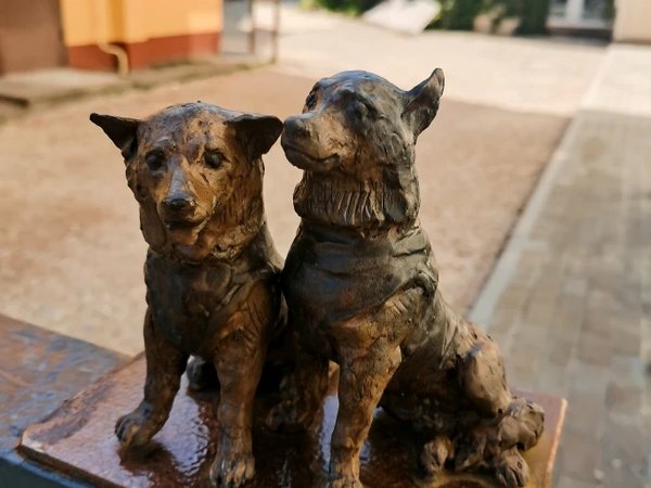 Dog-friendly Калуга: cобачьи истории