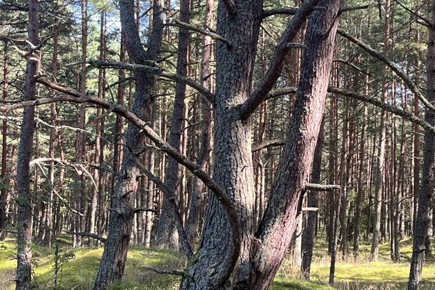 Фото экскурсии - Персональная экскурсия по Куршской косе - 6