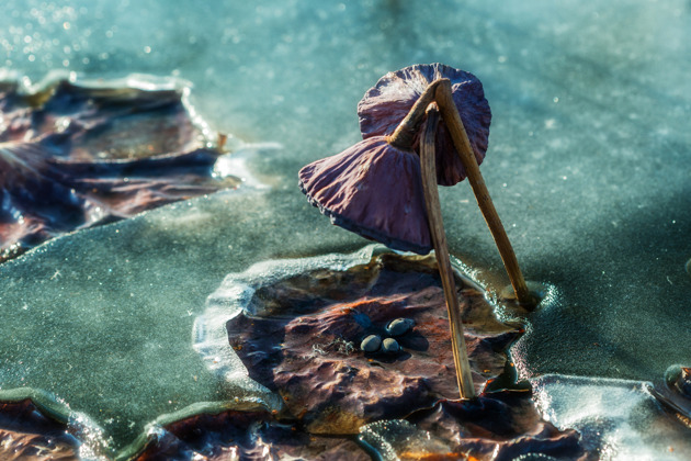 Фото - экскурсия: Прогулка по китайскому кварталу Миллионка, посещение сафари-парка и парка лотосов