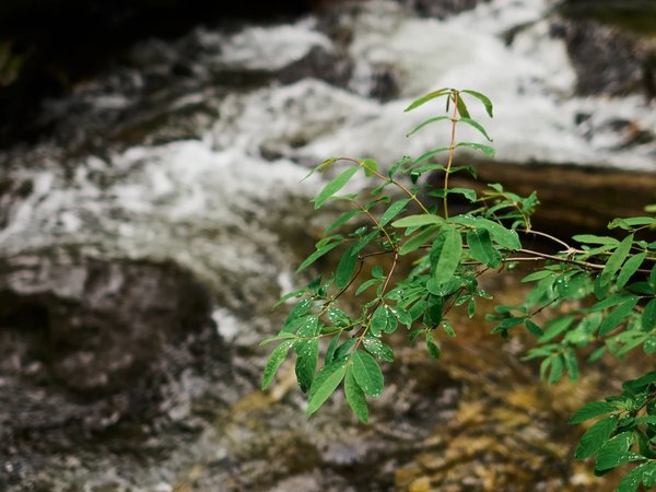 Телецкое озеро: 5 водопадов + смотровая Тилан-Туу (из Манжерока) - фото 4