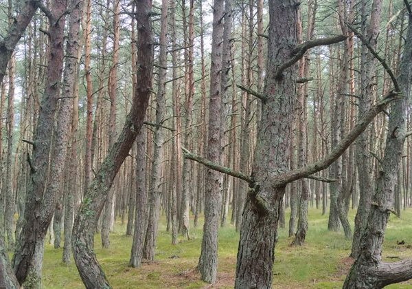 Прогулка по Куршской косе, морские пейзажи, янтарные находки и котики в уютном Кранце - фото 1