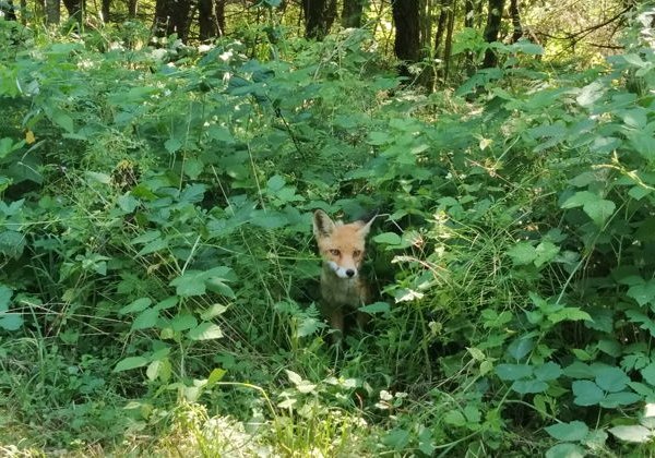 Прогулка по Куршской косе, морские пейзажи, янтарные находки и котики в уютном Кранце - фото 4