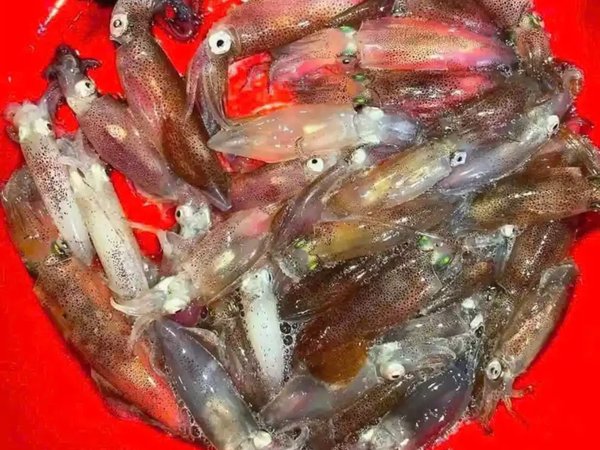 Вечер за кальмарами на Фукуоке: прогулка и ужин в море (всё включено) - фото 4