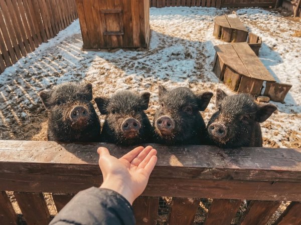 Парк животных «Диприз», Барановичи и Мирский замок - фото 1
