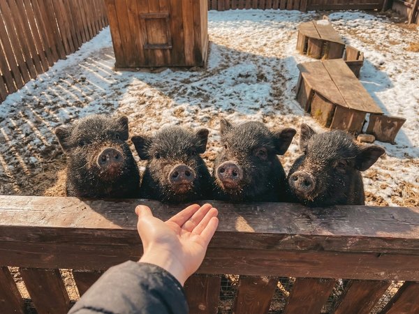Парк животных «Диприз», Барановичи и Мирский замок