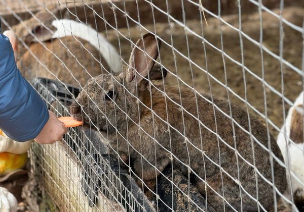 «К Деду Морозу за Можай!»: Можайск – Экоферма в Тушковом городке - фото 4
