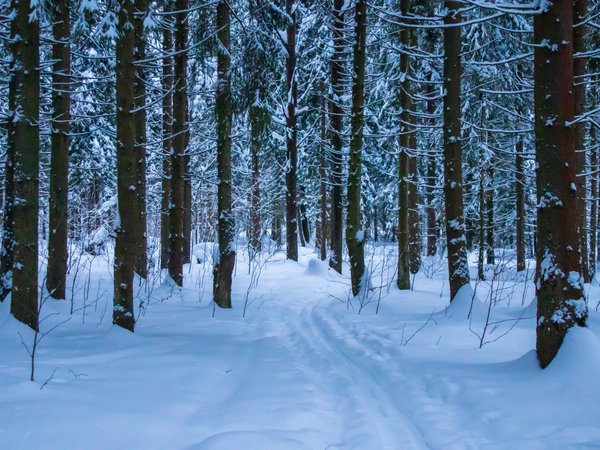 Снежные выходные в лесу: лыжный поход с ночёвкой в шатре с печкой - фото 1