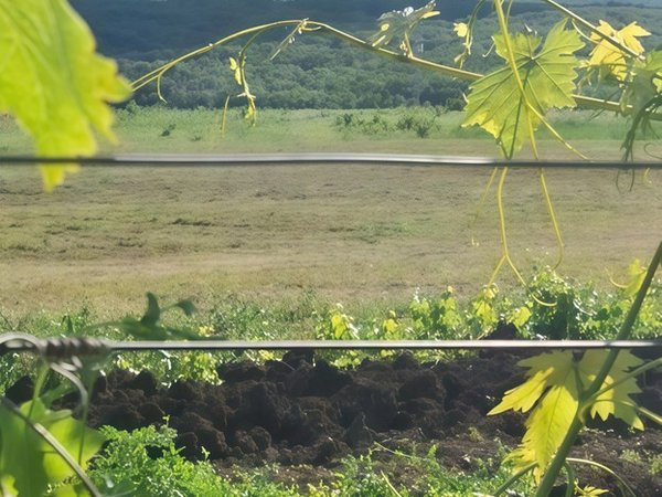 Вино и брызги: от водопадов Аликоновки до кавказского гостеприимства - фото 3