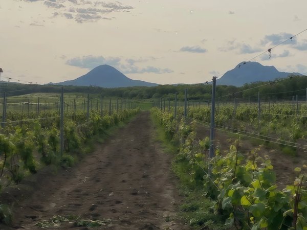 Вино и брызги: от водопадов Аликоновки до кавказского гостеприимства - фото 2