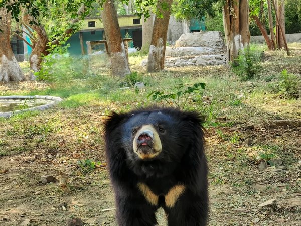Как спасают слонов и медведей в Индии: день в центрах Wildlife SOS - фото 3