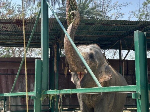 Как спасают слонов и медведей в Индии: день в центрах Wildlife SOS
