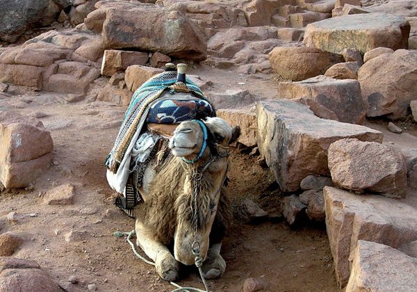 Восхождение на гору Моисея и монастырь святой Екатерины - фото 4