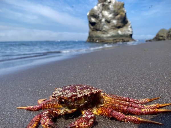 Экспедиция по Камчатке с восхождениями на вулканы, морской прогулкой и рыбалкой - фото 3