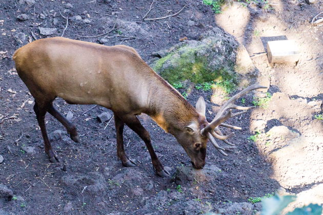 Фото экскурсии - Комбинированный тур: сафари-парк и бухты Шамора со Стеклянной - 8