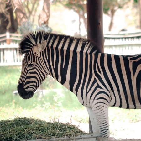Из Рас-эль-Хаймы — в Dubai Safari Park