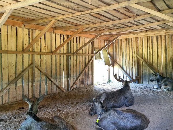 Погостить у лосей: групповая экскурсия на Сумароковскую лосиную ферму - фото 4