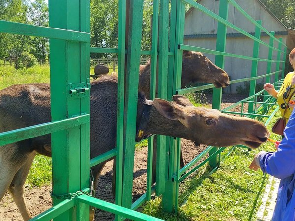 Погостить у лосей: групповая экскурсия на Сумароковскую лосиную ферму - фото 2