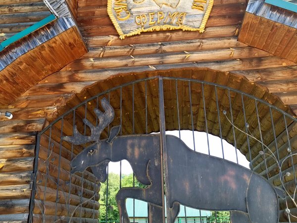 Погостить у лосей: групповая экскурсия на Сумароковскую лосиную ферму - фото 3