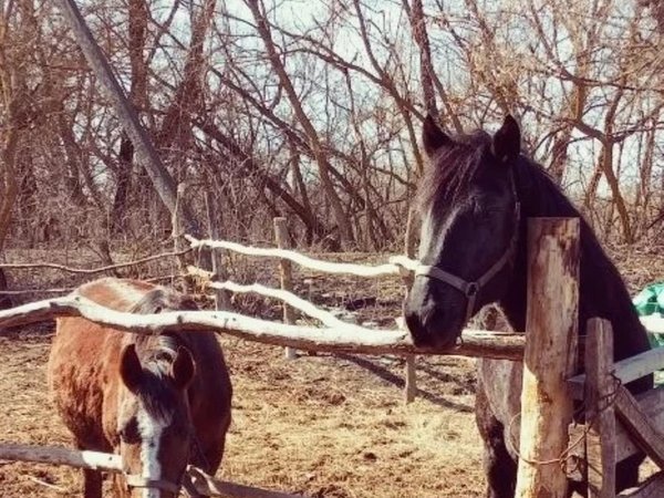 Казачий маршрут из Волгограда: родина Ермака и музей казачьего быта - фото 2