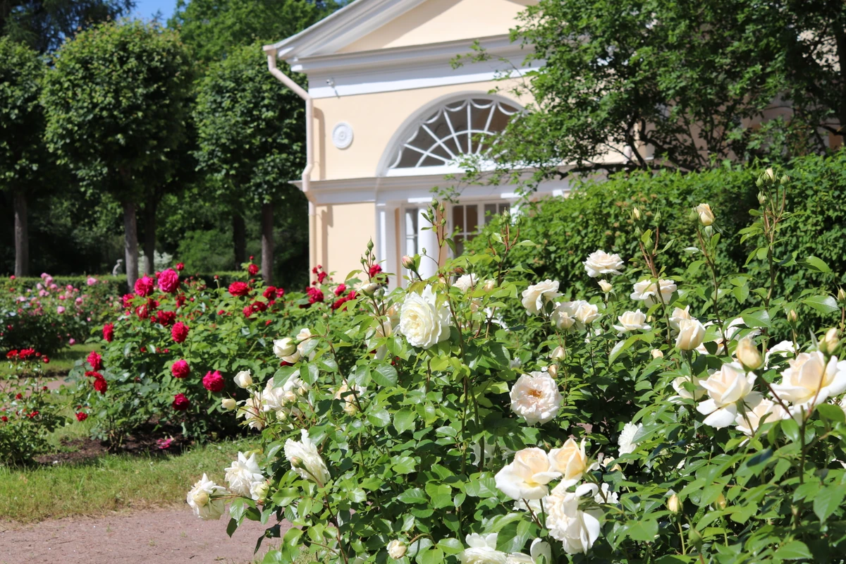 Из Петербурга в Павловск: прогулка по императорскому парку - фото 4