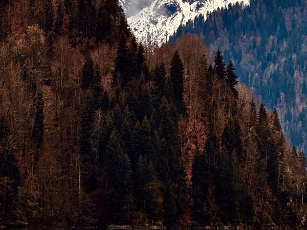 Мандариновый тур в Абхазию: Гагра, Рица, знаменитые водопады и сбор урожая в саду, фото 2