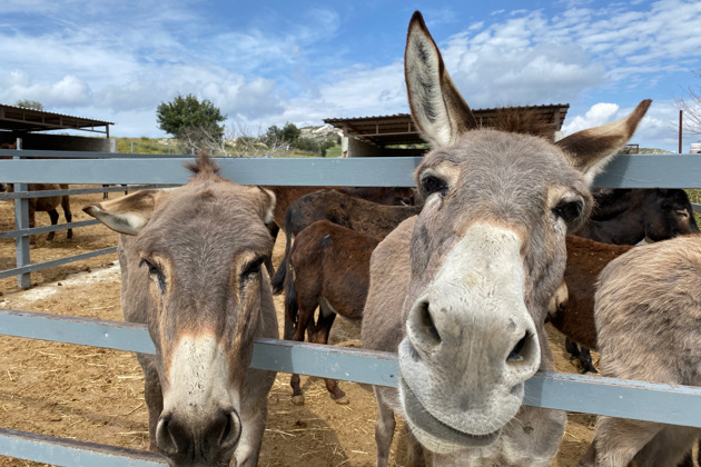 Фото - экскурсия: Отдых на Кипре для детей и подростков