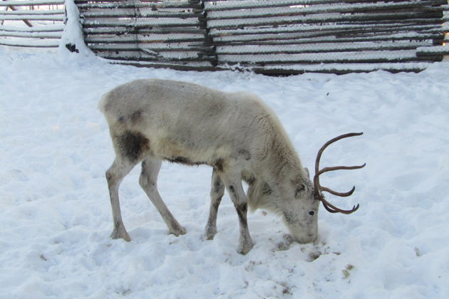 Деревня саамов, или Север изнутри-2