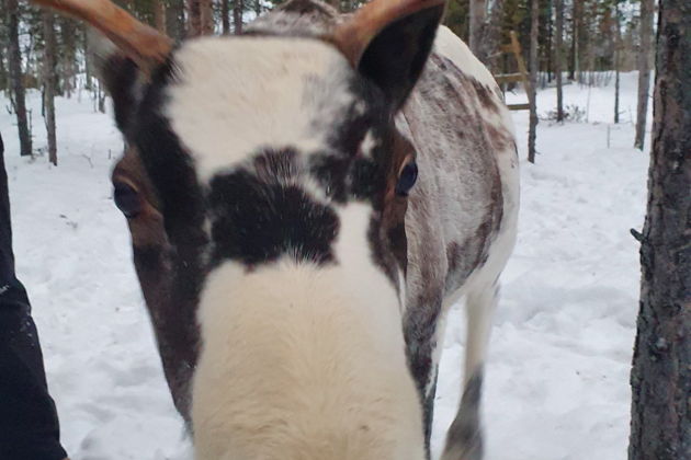 Деревня саамов, или Север изнутри-6