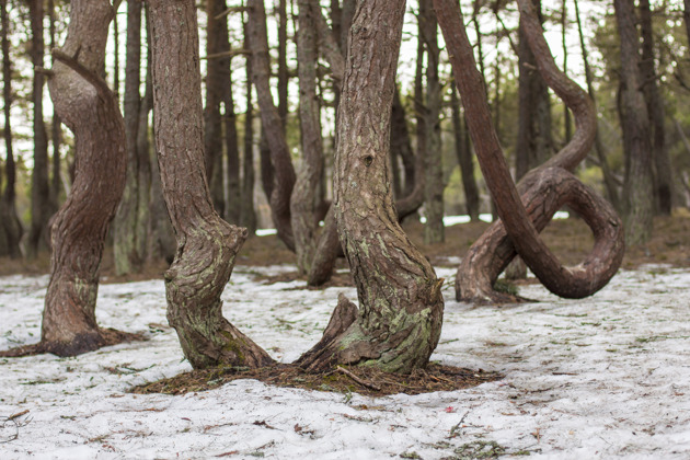 Фото - экскурсия: Волшебная Куршская коса: поездка на авто из Зеленоградска