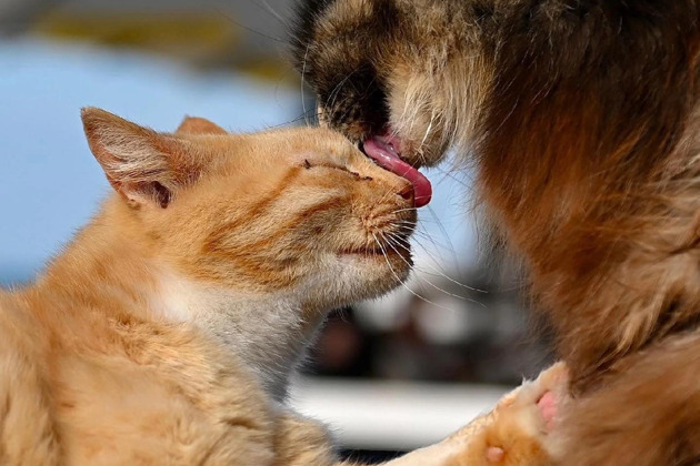 Фото - экскурсия: Объезди пять городов Калининградской области всего за день