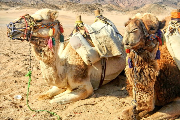 Фото экскурсии - Невероятные приключения в синайской пустыне - 14