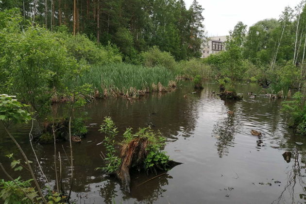 Новосибирский Академгородок: прогулка по городу-лесу-5