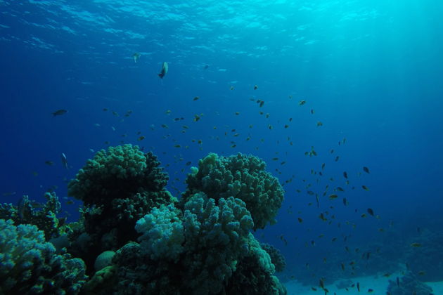Фото экскурсии - Погружение с маской у острова Тиран - 8
