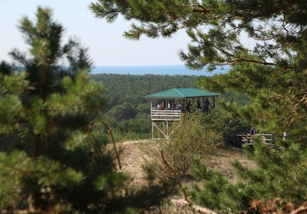 Куршская Коса из Светлогорска: от Танцующего леса до Дюны Эфа - фото 2