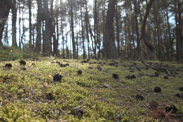 Фото экскурсии - От Куршской косы до приморских курортов: Зеленоградск, Светлогорск и Янтарный - 12