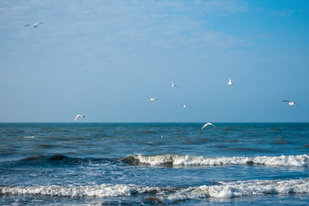 Чудеса Куршской косы: сосны, море, янтарные дюны-1