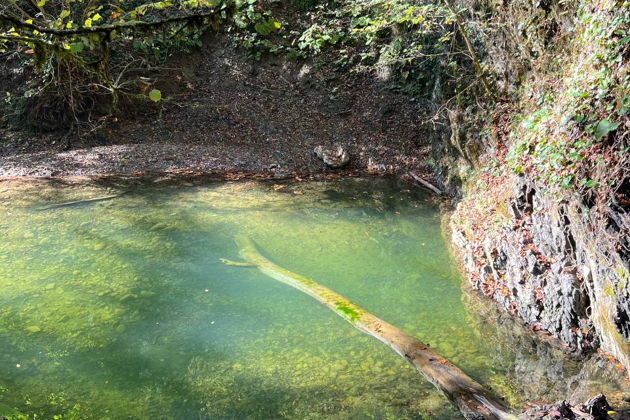 Фото экскурсии - Прогулка по зимнему субтропическому лесу Ажек среди водопадов - 9