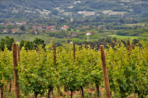 Фото - экскурсия: Опленац и Топола: королевская Сербия и винные традиции