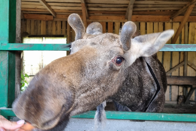 Сумароковская лосиная ферма: маленькие копыта, большие сердца
