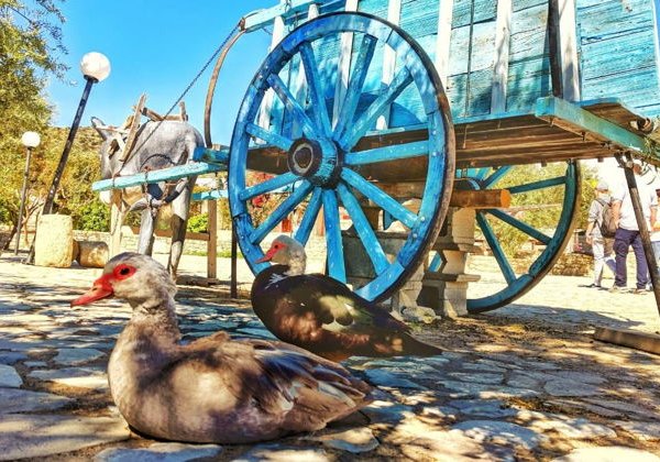 Экскурсия-приключение «В мире животных» - фото 1