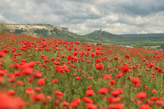 Фототур: цветущие маки в Крыму-4