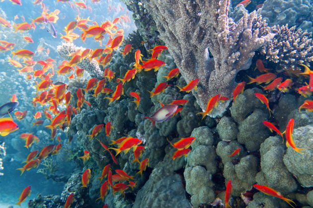 Фото экскурсии - Прогулка на катере до острова Райский Парадайз - 7