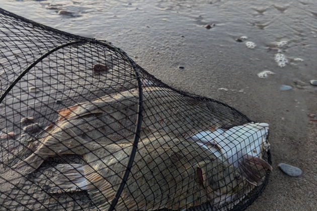 Фото экскурсии - Персональная прогулка по Куршской косе - 11