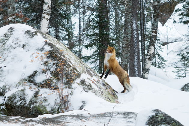 Фото экскурсии - Экскурсия на Центральные Столбы «Таёжная сказка» - 3